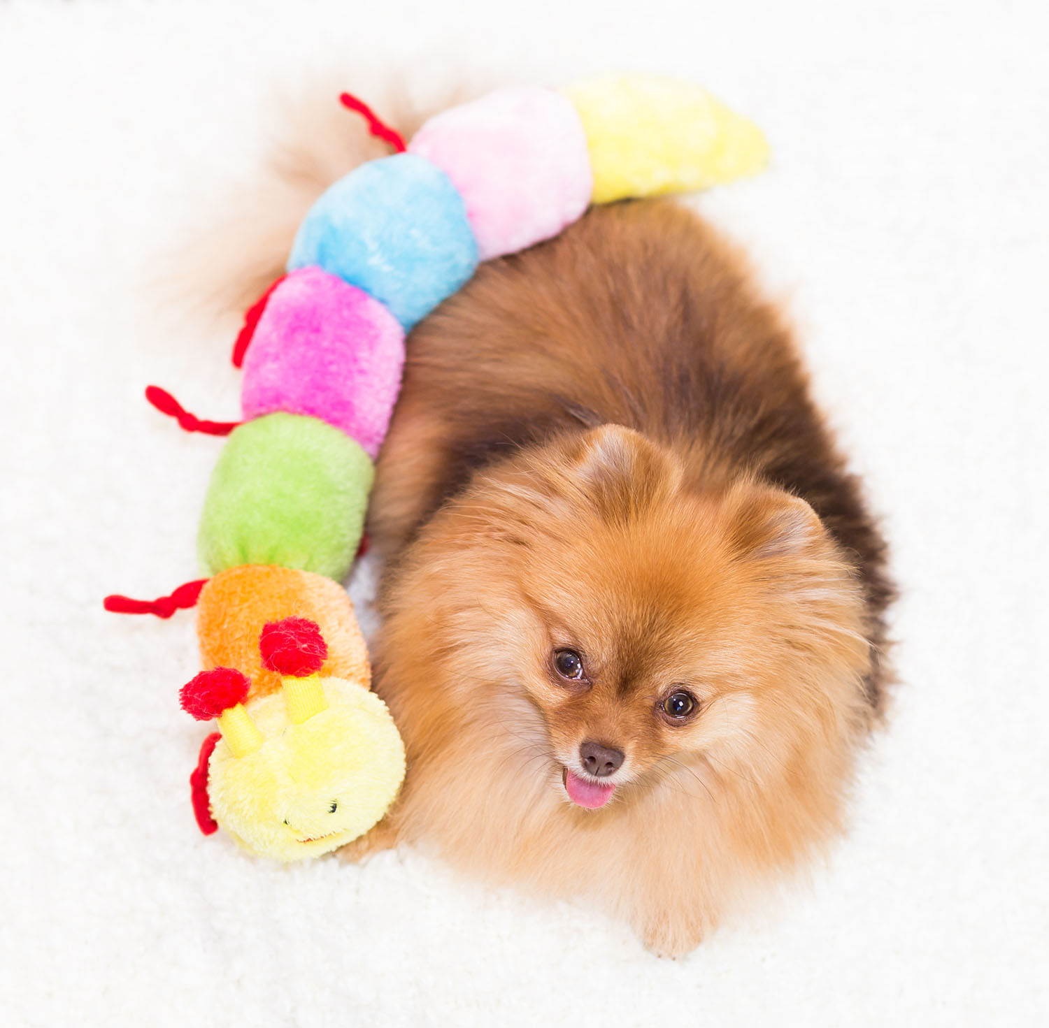 Caterpillar Deluxe with 7 Squeakers Dog Toys - Jeffers