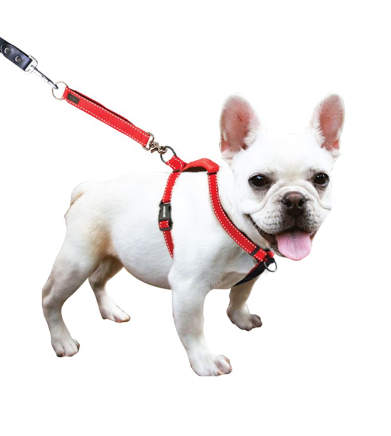 Sporn dog shop leashes