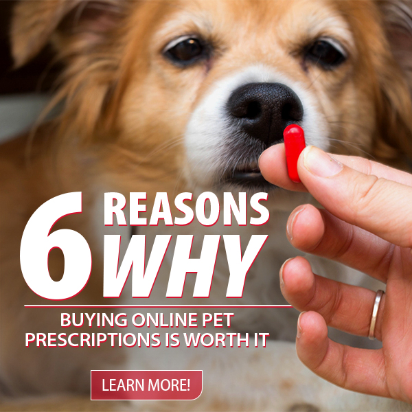 Read 6 Reasons Why Buying Online Pet Prescriptions is Worth it