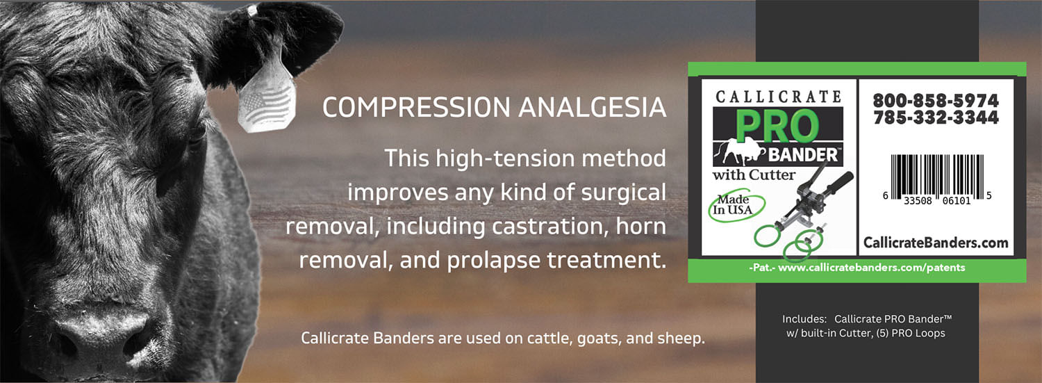 Large bull castration bands