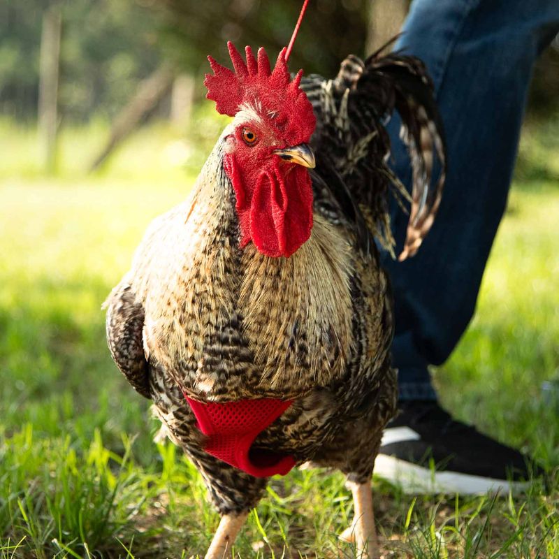Chicken-Harness-Medium-Rooster