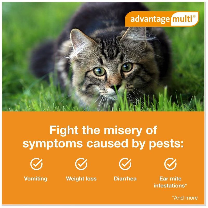 Advantage multi best sale for cats