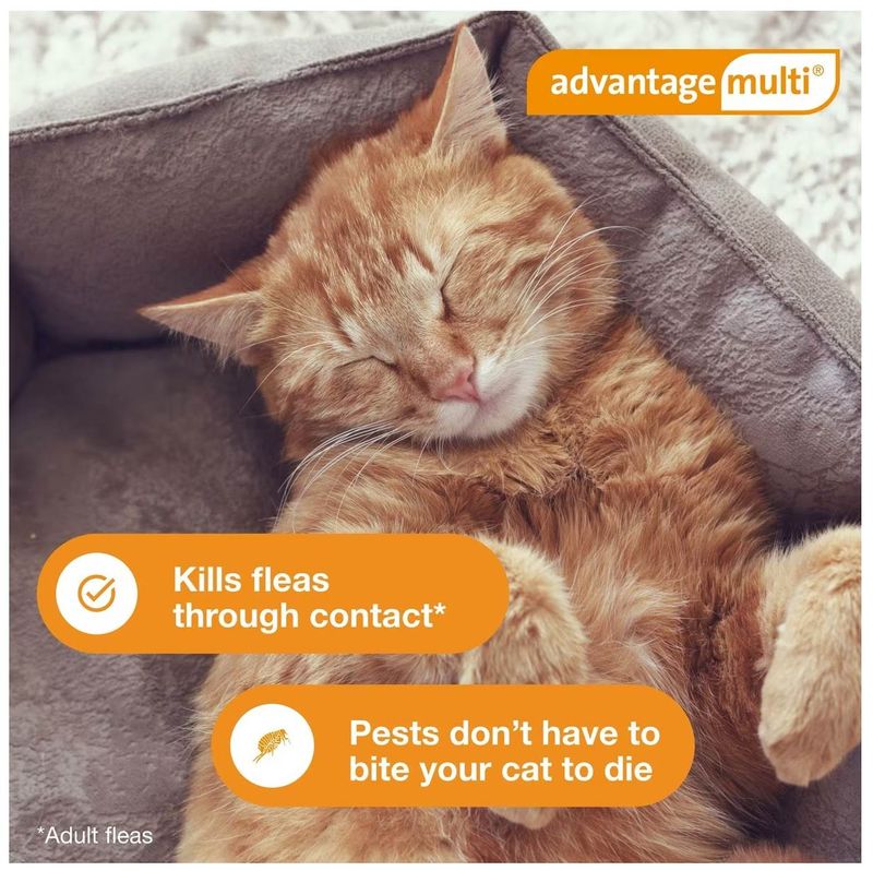 Advantage multi deals for cats