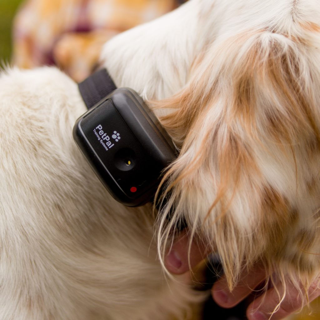 Canine Coach 360 Training ECollar for dogs Jeffers