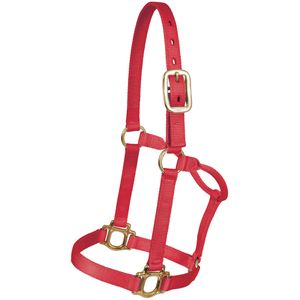 Traditional Nylon Halter, Yearling