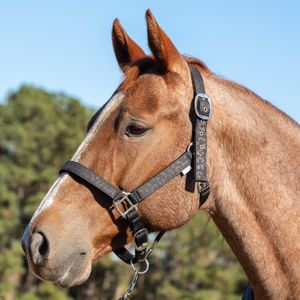 Berlin Leather Shaped Wither Strap - Jeffers | Pet Supplies, Horse  Supplies, Farm Supplies & Pharmacy