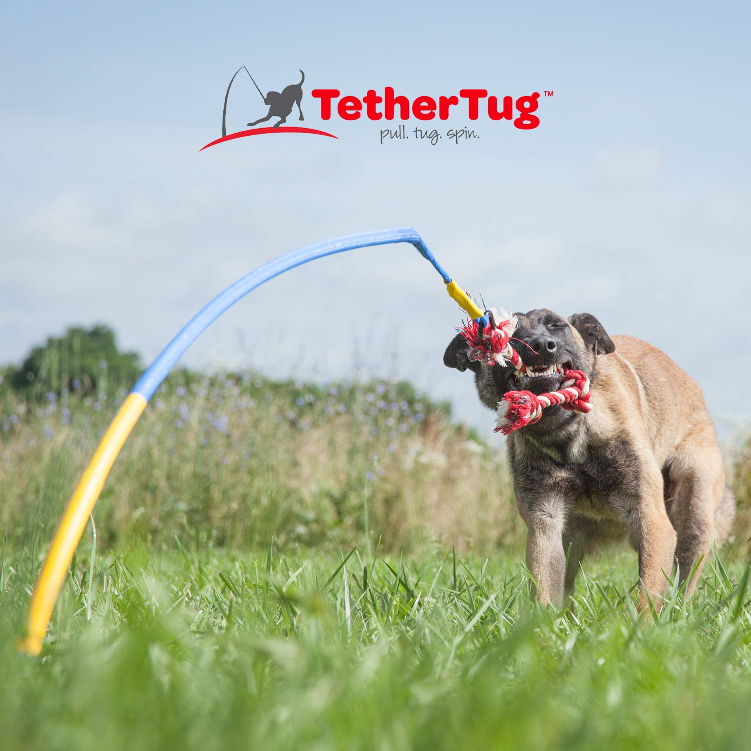 Tether tug outlet dog toy uk