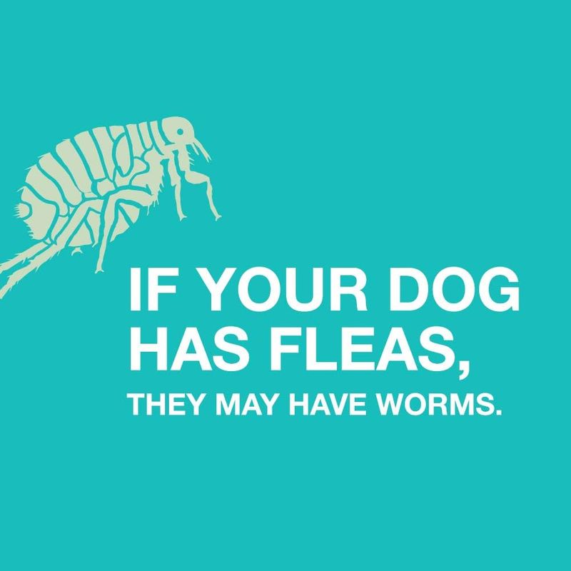 Elanco Tapeworm Dewormer for Dogs Jeffers