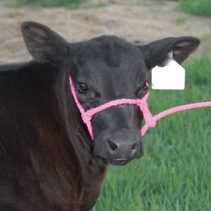 Troyer's Poly Calf Halter