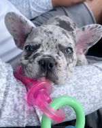 Nylabone-Puppy-Teething-Pacifier