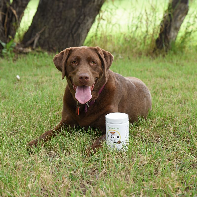 Connectin Hip & Joint Soft Chews for Large Dogs Jeffers