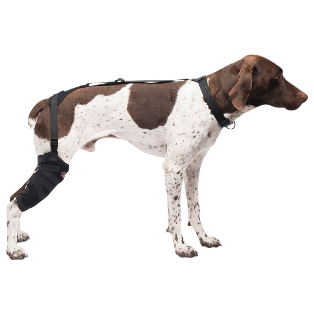 Caldera Pet Therapy Tall Stifle Wrap with Therapy Gel for Dogs - Jeffers