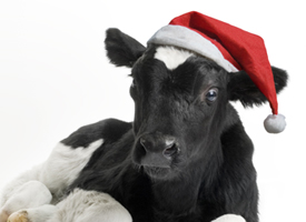 Calf in santa's hat