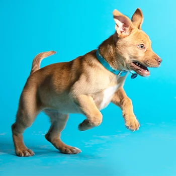 Puppy pouncing with blue background