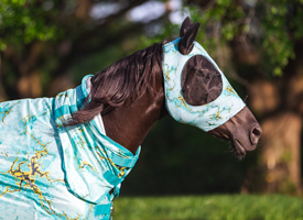 Brown horse in Teal fly mask and fly sheet