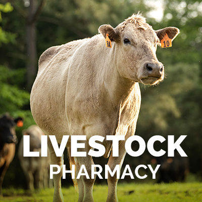 Cow with Orange Ear Tag | Cattle Pharmacy