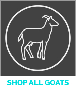 Goat Prescriptions Icon