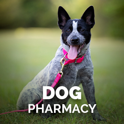 Dog with Pink Collar | Dog Pharmacy