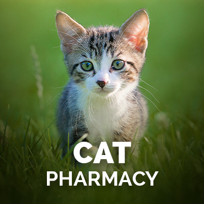 Kitten in Grass | Cat Pharmacy