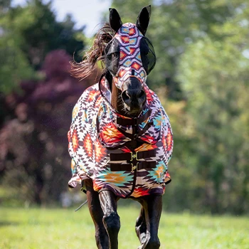 Horse running in a field wearing a fly mask and fly sheet
