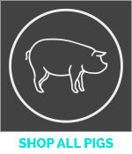 Pig Pharmacy Icon