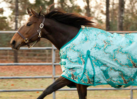 Horse in turnout blanket