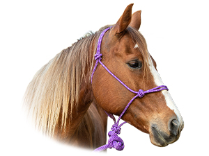 Horse Halters & Leads