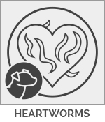 Heartworm Prescriptions