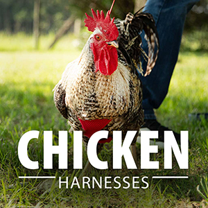 Poultry Harness