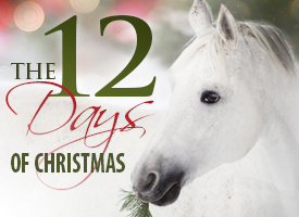 Equine 12 Days of Christmas