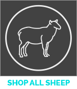 Sheep Prescriptions Icon